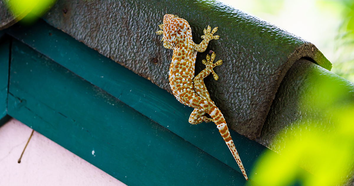 Crested Geckos