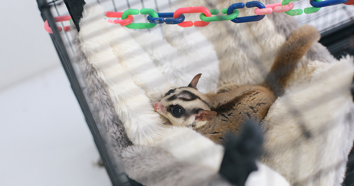 Sugar Glider Makes